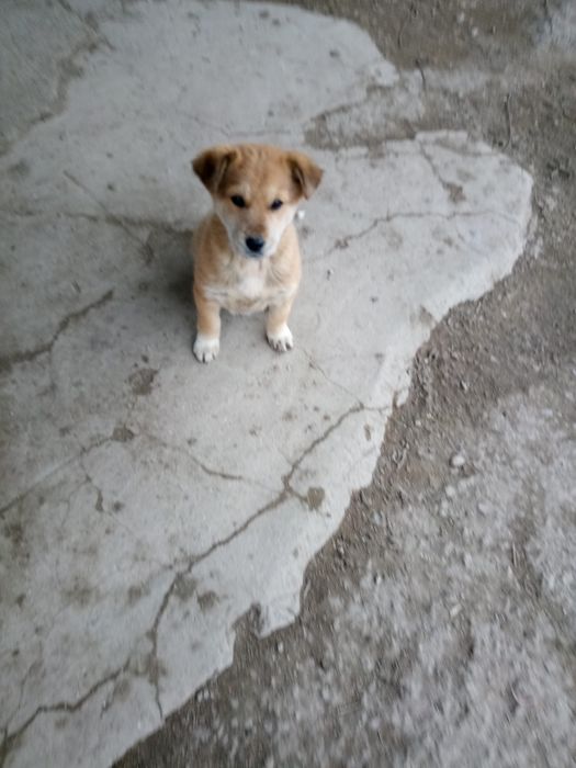 Красотку в добрые руки