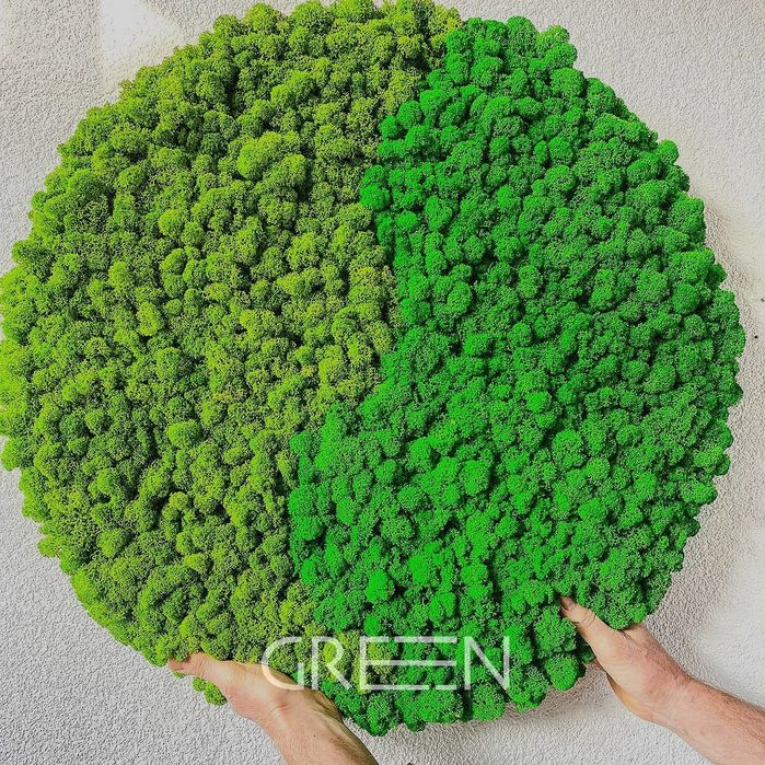 Фито стены . мох . Стабилизированные растения