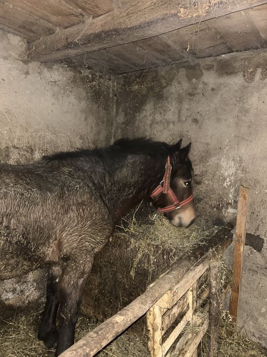 Vand mânz  de un an jumate