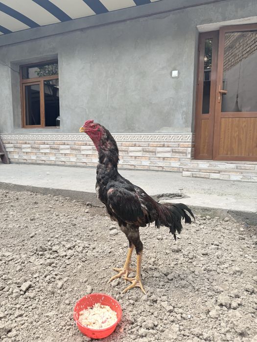 Dakan jo’ja sotiladi