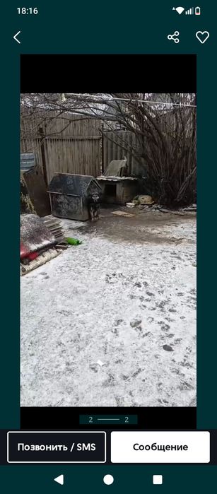 Отдам в добрые руки кобиля