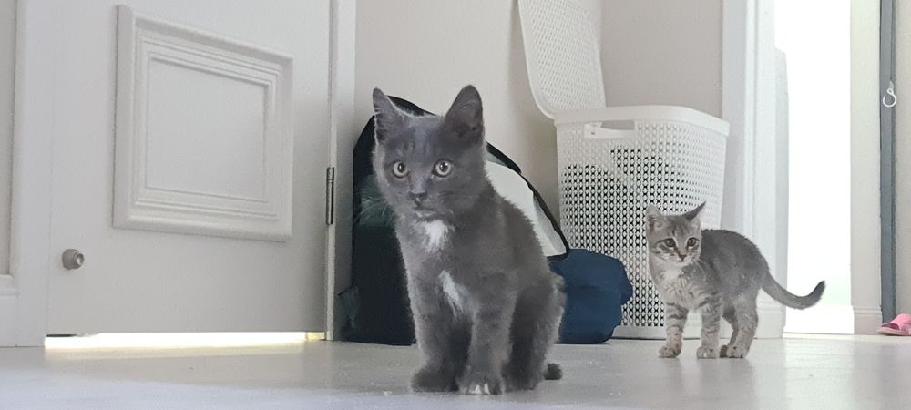 Котята в добрые руки.