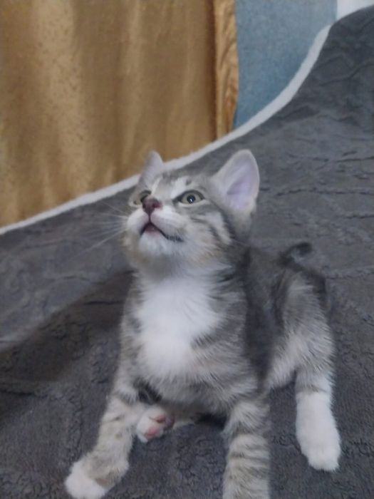 Отдам котенка бесплатно