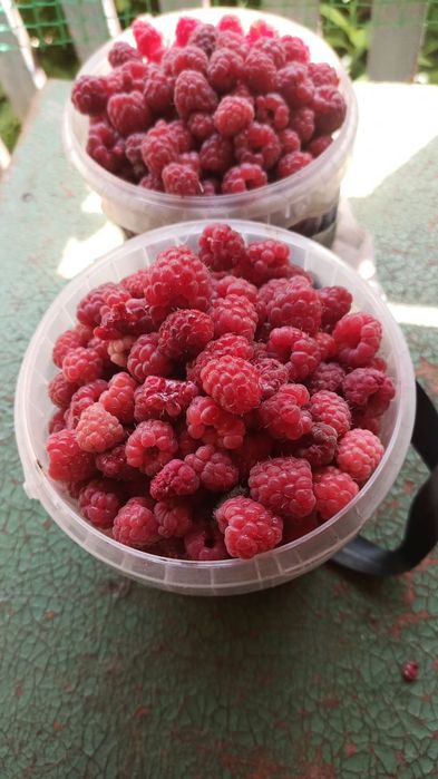 Продам дачную малину