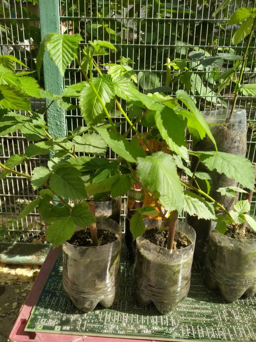 Ежевика "Гигант" саженцы