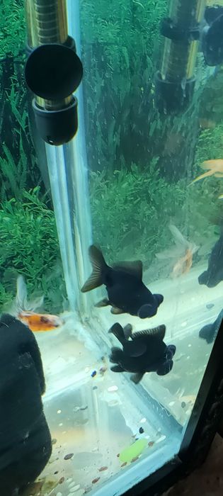 Рыбки аквариумные