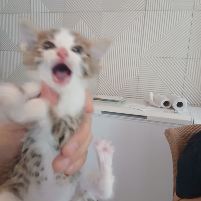Отдам котёнка в добрую семью