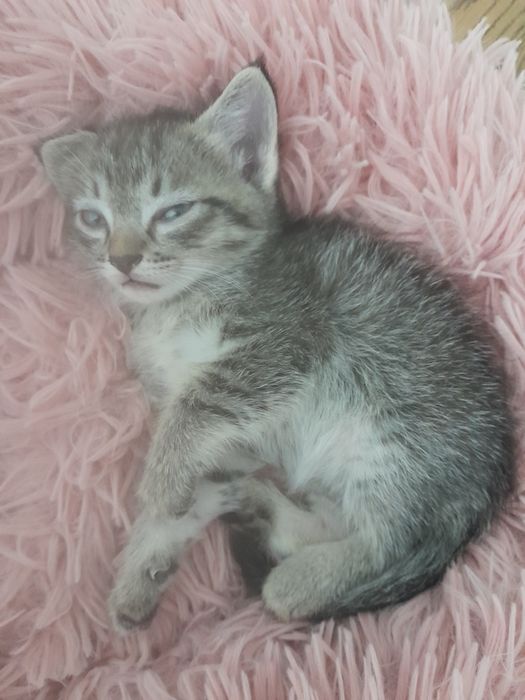 Котёнок ищет дом.