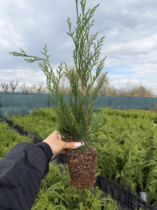 Cupressocyparis Leylandii Pyramidalis