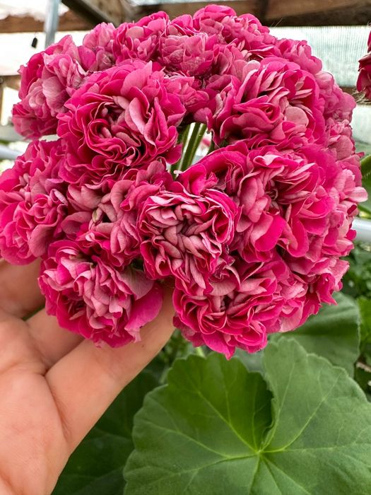 Сортовые пеларгонии