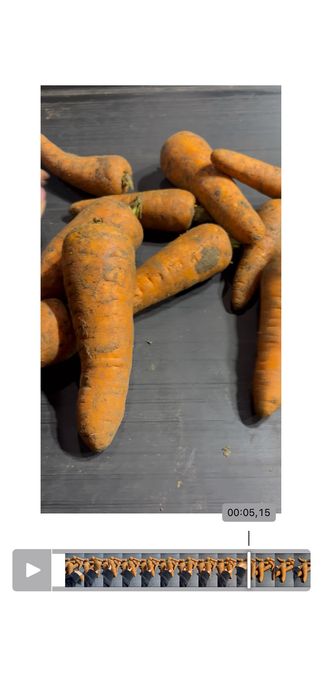 Продам морковь оптом