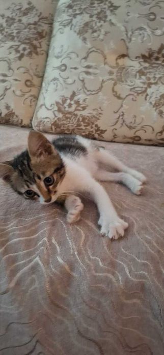 котик ищет дом .