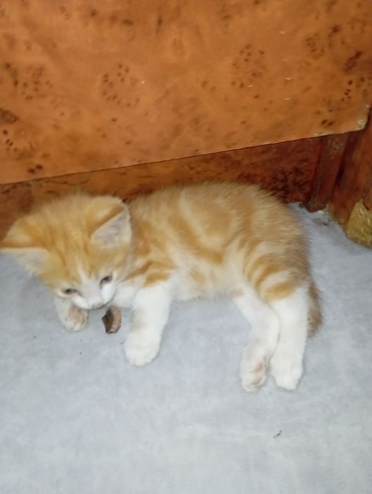 Продам котенка помесь мейкуна