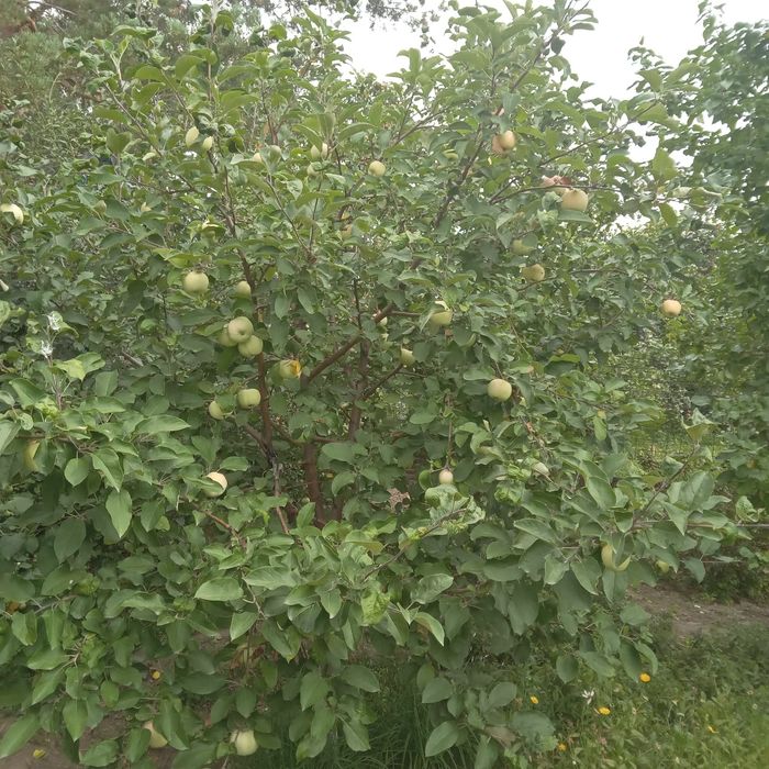 Продам дачу на Солнечной долине.