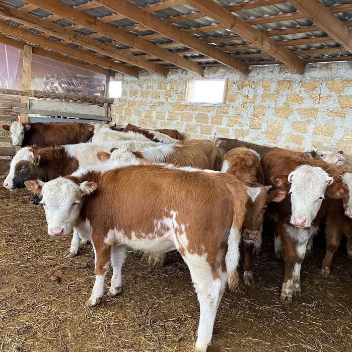 Продам бычки телята племенные!!!