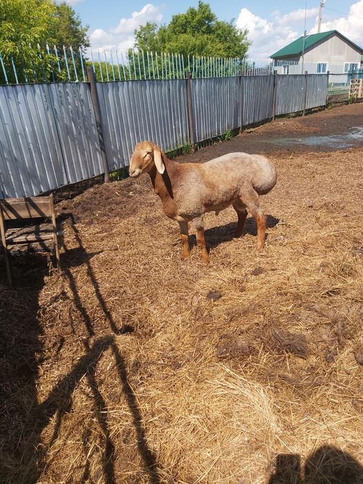 Гиссарский кошкар