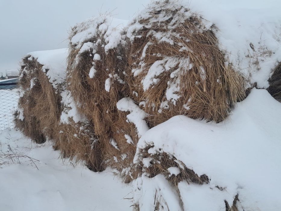 Продам сена в рулонах