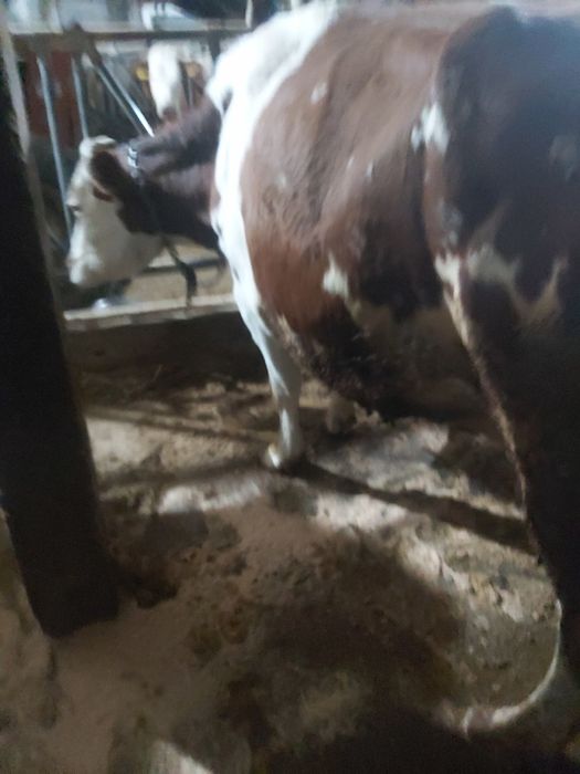 Vaci  tine și bine intretinute