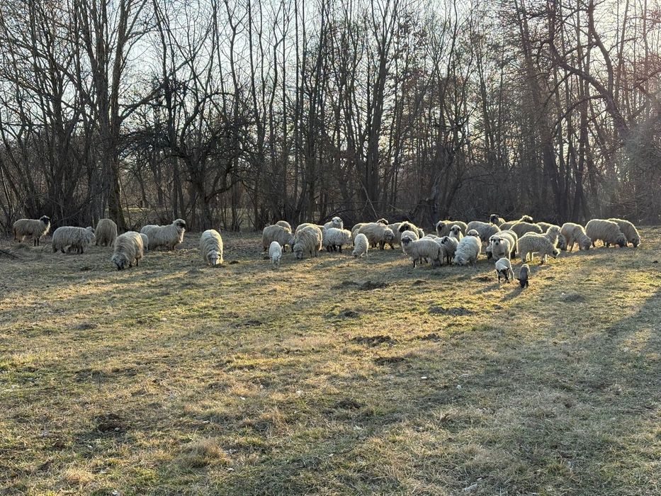 De vânzare oi , miei și berbeci