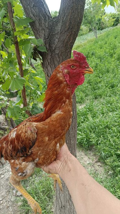 Куланги Хуроз сотилади , 2025 август жужаси