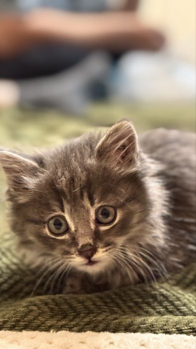 Котенок в поиске дома