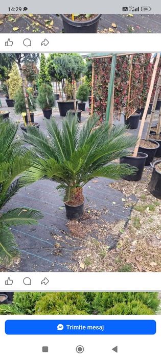 Vând leylandii la ghiveci și la balot