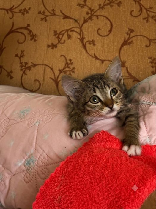Котята 2,5 месяца мальчики