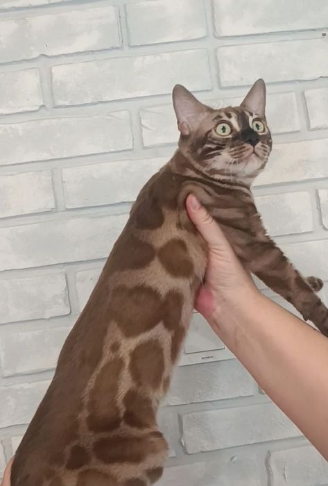 Бенгальские котята