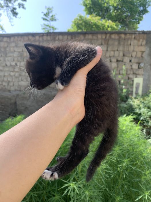 Котенок к лотку приучен