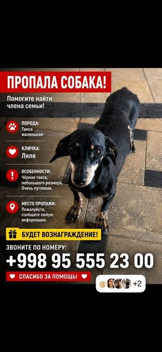 Пропала собака. Помогите пожалуйста найти!