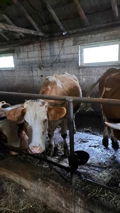 vand 2 vaci bune de lapte