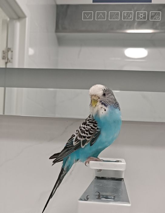 Продам попугая с клеткой