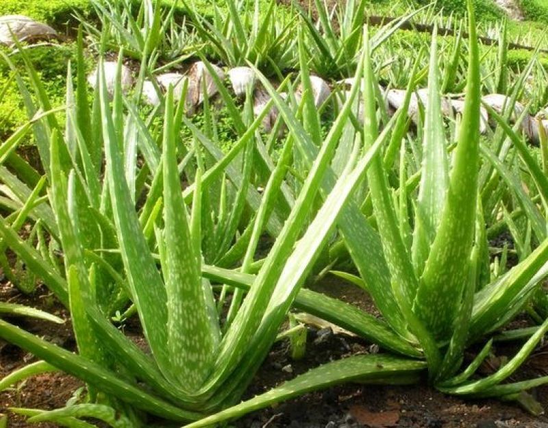 Алоэ вера (Aloe vera) — 25 см