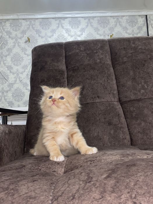 Skotish fold sotiladi