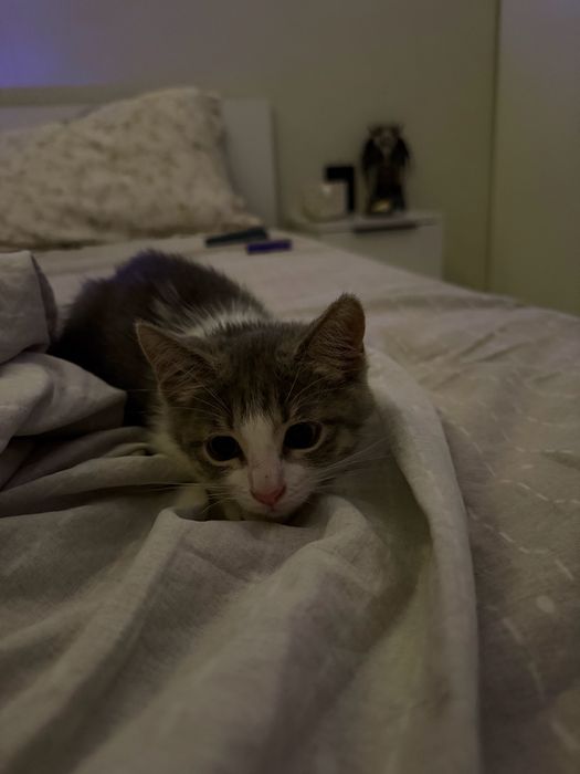 Маленький котёнок девочка