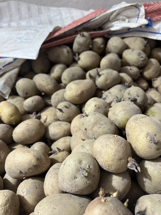 Cartofi de Semāntā si de consum  COVASNA