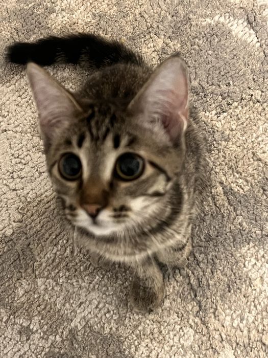 Домашний котик.