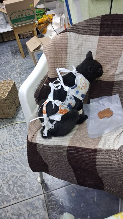 Отдам в Добрые руки Кота и Кошечку