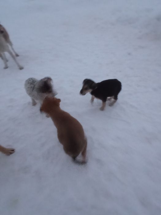 Ищем дом щенкам холодно