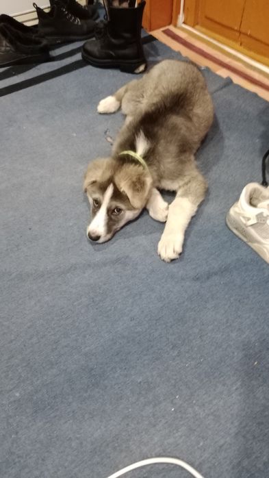 Отдам щенка алабая