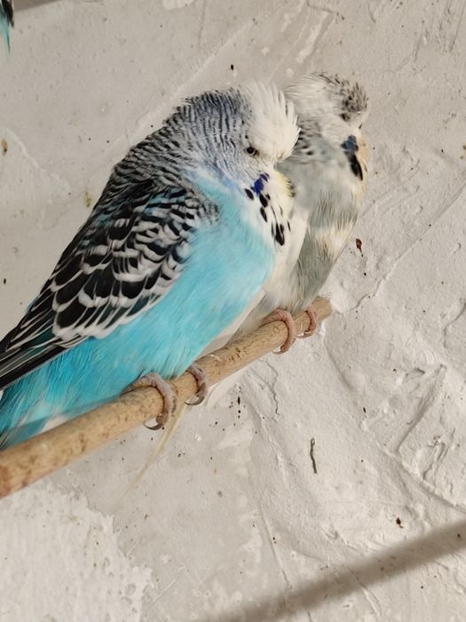 Продавам папагали