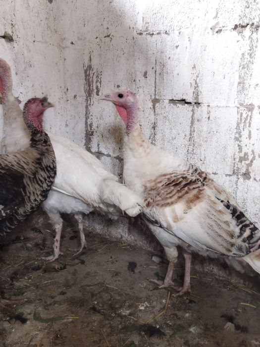 Продам куры домашние