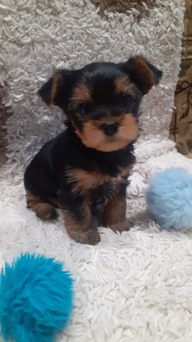 Щенки Йоркширского терьера