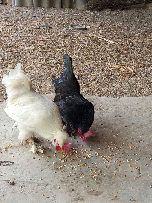 Тоза Япон Хорозлар СОТИЛАДИ !