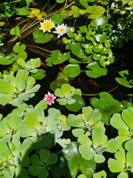 50 lei / 20 buc. Zambile amazoniene, salata de Nil, Egeria, plante de apa.