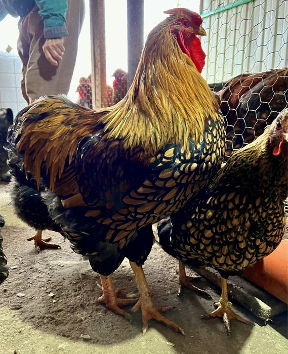 Cocosi Wyandotte GSG argintiu rosu negru albastru auriu 2025