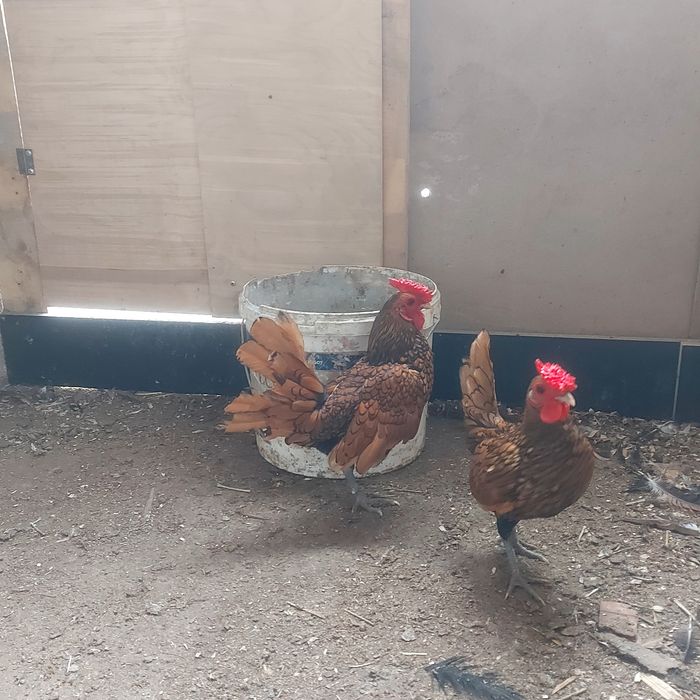 Сибрайт  сибрайт