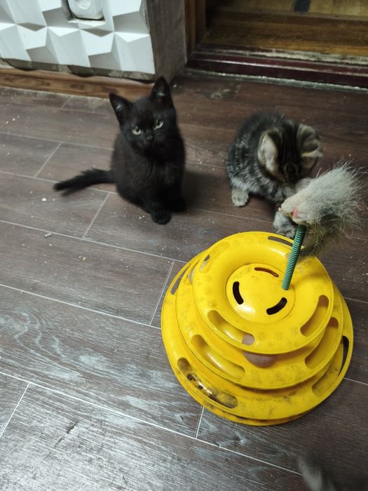 Котята даром в добрые руки