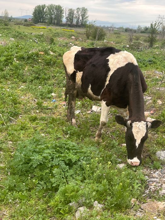 Продавам  крава