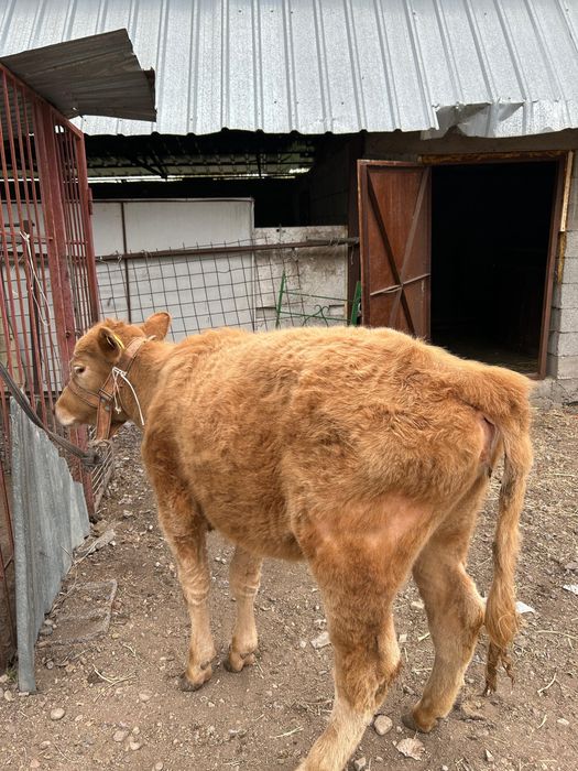 Продам жирную телку